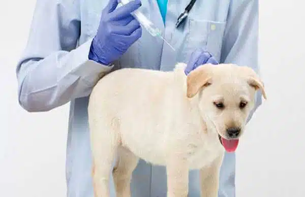 Các bệnh truyền nhiễm thường gặp trên chó mèo 6 benh-cho-meo