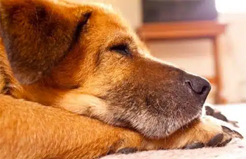 Tìm hiểu về bệnh Cushing ở vật nuôi 2 benh-cushing