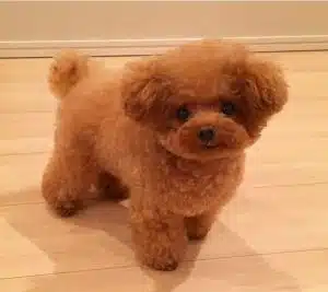 cho-poodle