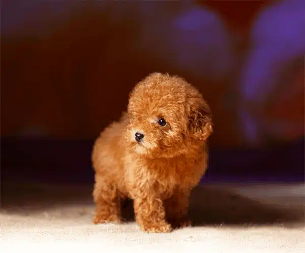 Chó Poodle bao nhiêu tiền? 4 cho-poodle-4