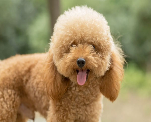 Chó Poodle bao nhiêu tiền? 6 cho-poodle-6