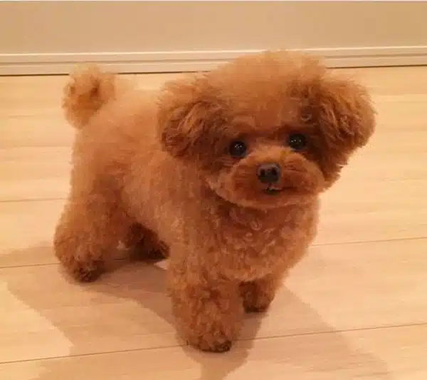 cho-poodle