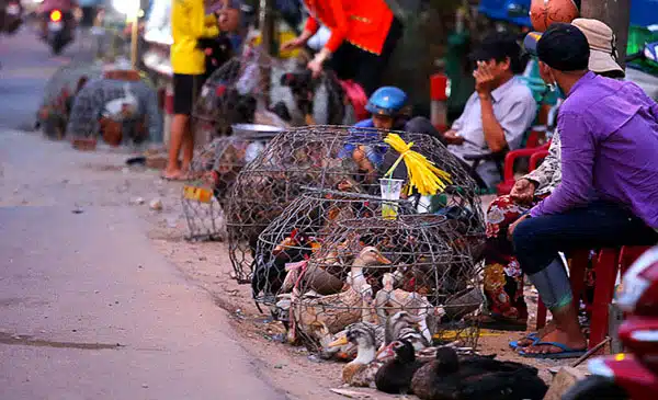 Tỉ phú nuôi gà cũng phá sản 2 Nuôi gà