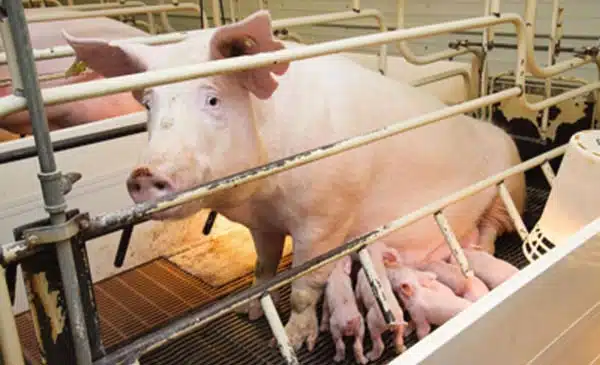 Giảm thiệt hại chăn nuôi do ảnh hưởng của thời tiết theo mùa 2 nuoi-lon