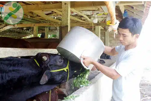 9X làm giàu với trang trại chăn nuôi 2 9x-lam-giau