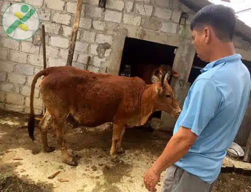 bệnh viêm da nổi cục