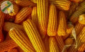 bắp cám