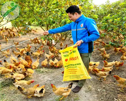 Chàng trai xóm núi làm giàu với mô hình gà đồi sinh học 4 ga-doi-hoc-sinh-2