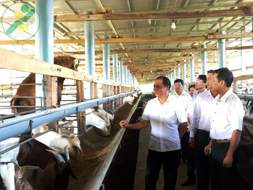 Anh Đoàn Văn Hồng làm giàu từ con dê 2 làm giàu từ con dê