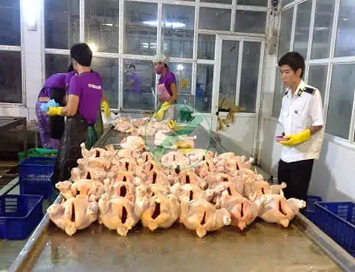 Hà Nội: Ngành chăn nuôi trước tác động của dịch Covid-19 6 giet-mo