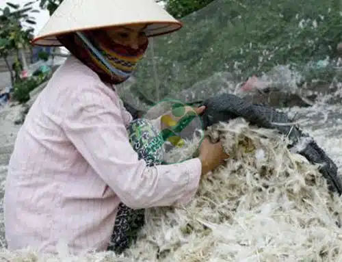 Bã dứa đi Nhật Bản, lông gà, vịt tính đường vào EU 2 long-ga-vit