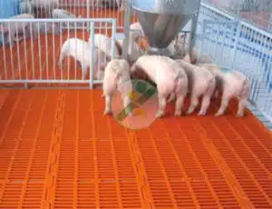 Thiết bị lót sàn chuồng heo