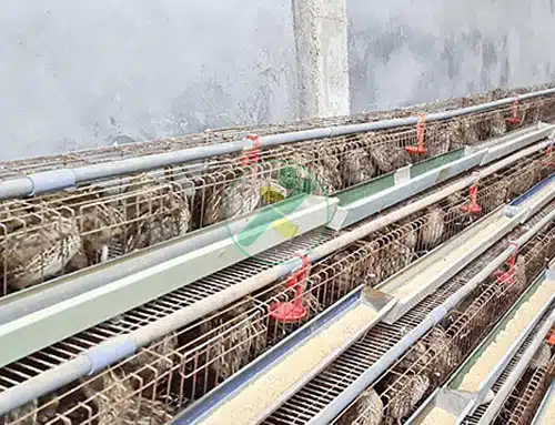 Thu nhập khá từ nuôi chim cút 4 nuoi-chim-cut