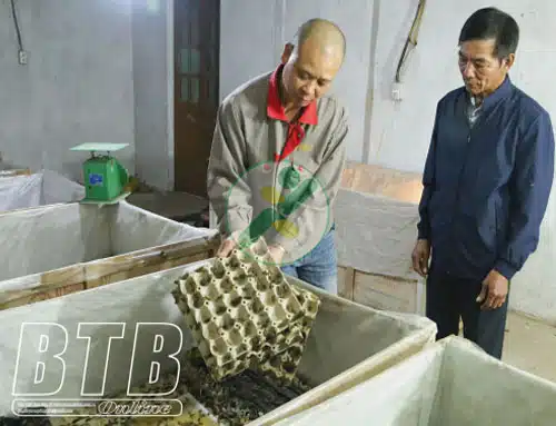 Nuôi dế hiệu quả kinh tế cao 2 nuoi-de-chat-luong-cao