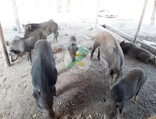 Nuôi heo rừng lai mang lại hiệu quả kinh tế cao cho hộ gia đình 2 nuoi-heo-rung-lai