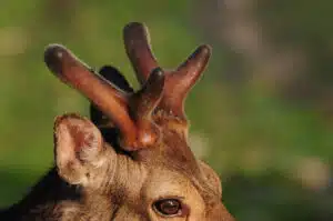 Cách nuôi nhung hươu