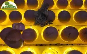 ấp trứng gà bằng bóng đèn