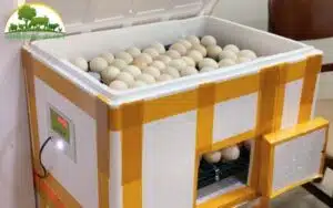 ấp trứng gà bằng thùng xốp