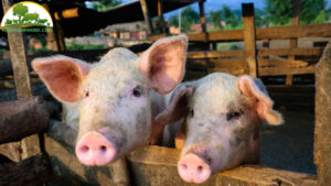 benh-thuong-gap-gia-suc-trong-mua-mua