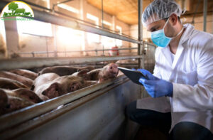 benh-thuong-gap-o-heo