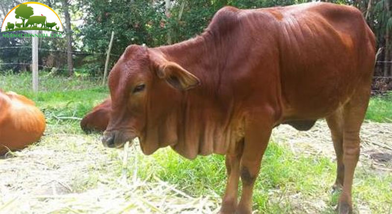 Tổng hợp 7 bệnh thường gặp ở trâu bò và cách điều trị 5 benh-thuong-gap-o-trau-bo-1