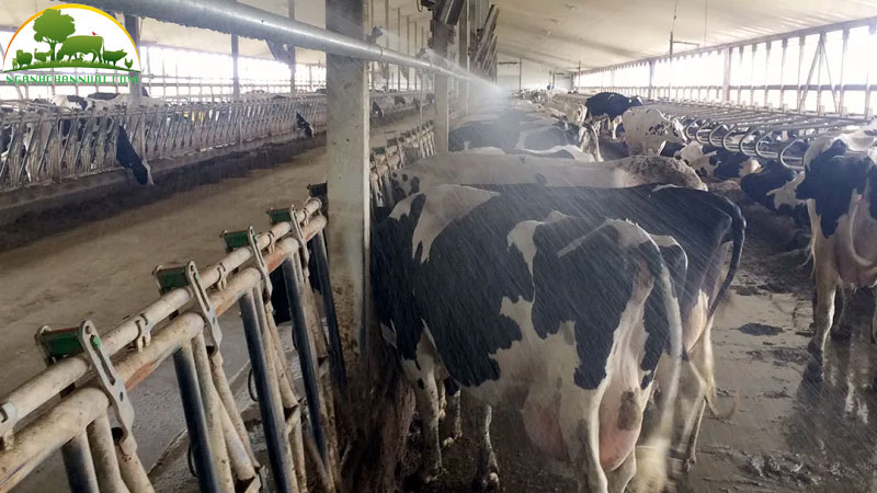 bien-phap-chong-nong-cho-gia-suc-gia-cam-3