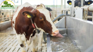 bien-phap-chong-nong-cho-gia-suc-gia-cam