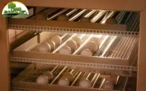 bóng đèn ấp trứng