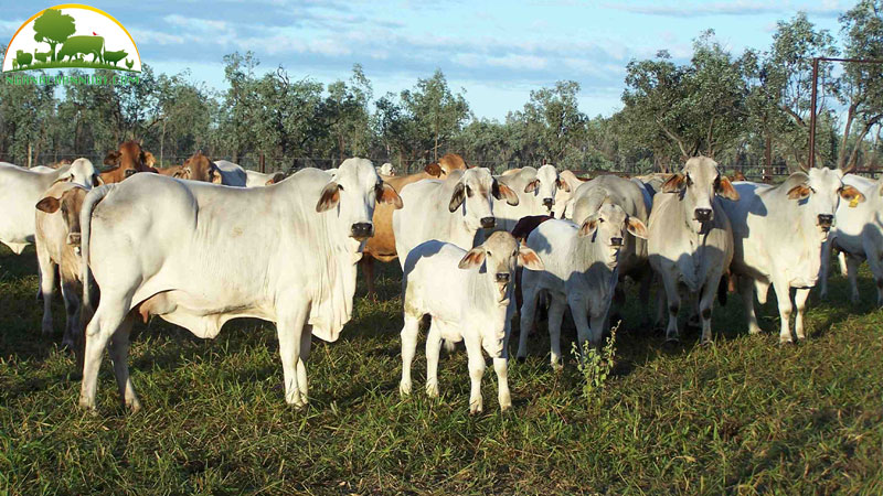 cac-giong-bo-pho-bien-tren-the-gio