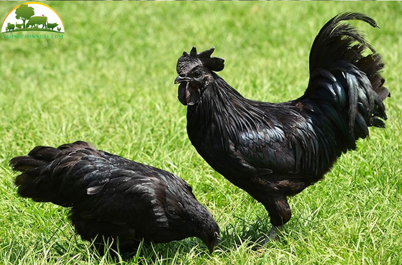 Gà Ác: Nguồn gốc, đặc điểm và giá trị dinh dưỡng 5 ga-ac-1