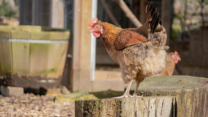 ga-ia-phan-trang-xanh