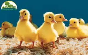 giống ngan thế giới