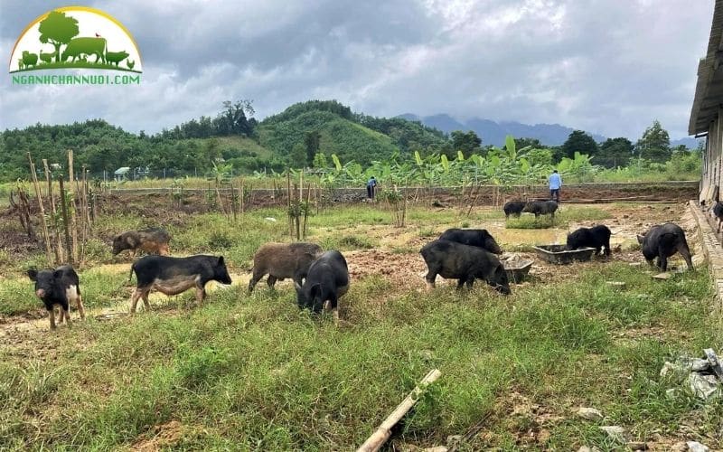 Giống lợn cỏ Việt Nam: Nguồn gốc xuất xứ và đặc điểm