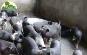 lợn đen lũng pù