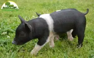 lợn hampshire