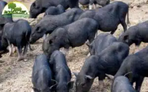 lợn mường khương