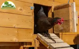 thiết kế chuồng gà