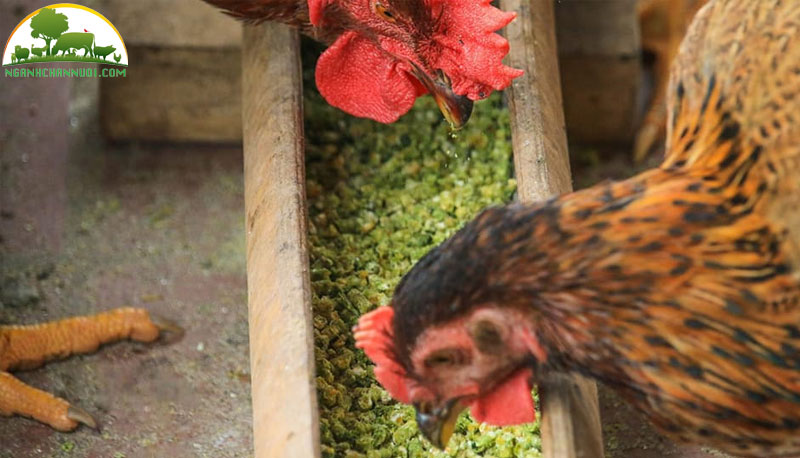 thuc-an-cho-ga-nhieu-dinh-duong-3