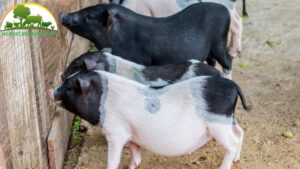 nuôi heo 3 tháng xuất chuồng