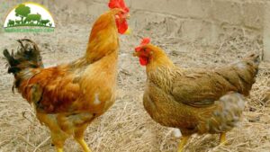 Nguồn gốc và lịch sử của con Gà Lương Phượng