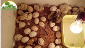 cách chỉnh độ ẩm của máy ấp trứng