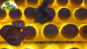 cách chỉnh độ ẩm của máy ấp trứng