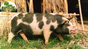 cách phối giống cho lợn nái được nhiều con