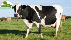 Các giống bò sữa đầy phổ biến ở Việt Nam