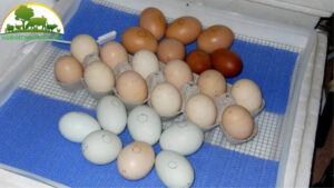 Cách ấp trứng vịt tại nhà