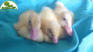 Cách ấp trứng vịt tại nhà