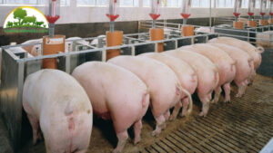 cách phối giống cho lợn nái được nhiều con