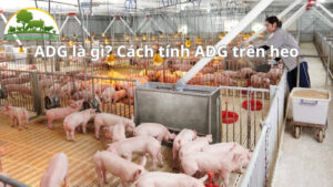 ADG là gì