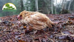 bệnh cầu trùng ở gà