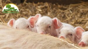 bệnh cầu trùng ở lợn